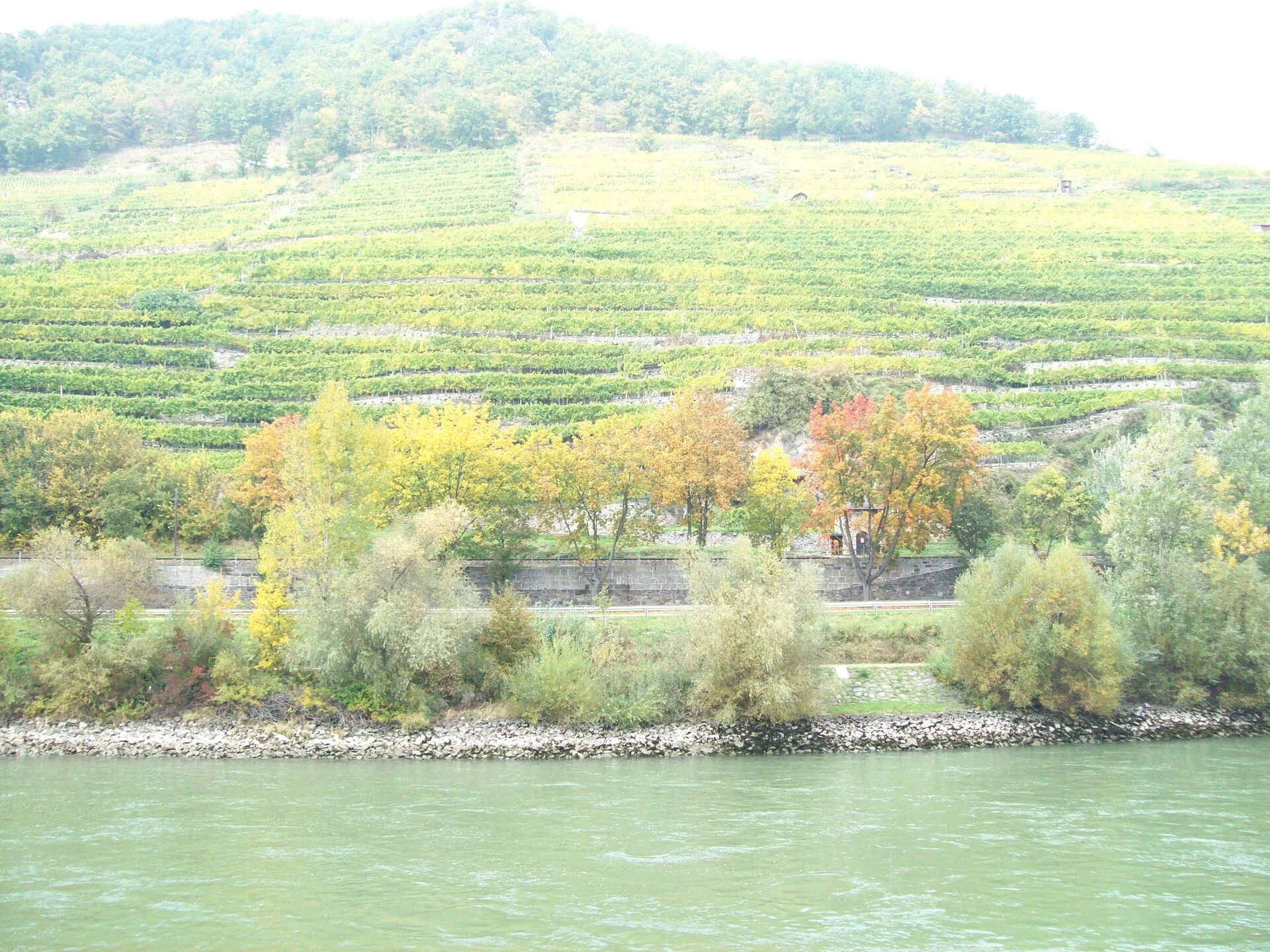 Vignobles en terrasses et village au bord du Danube dans la Wachau